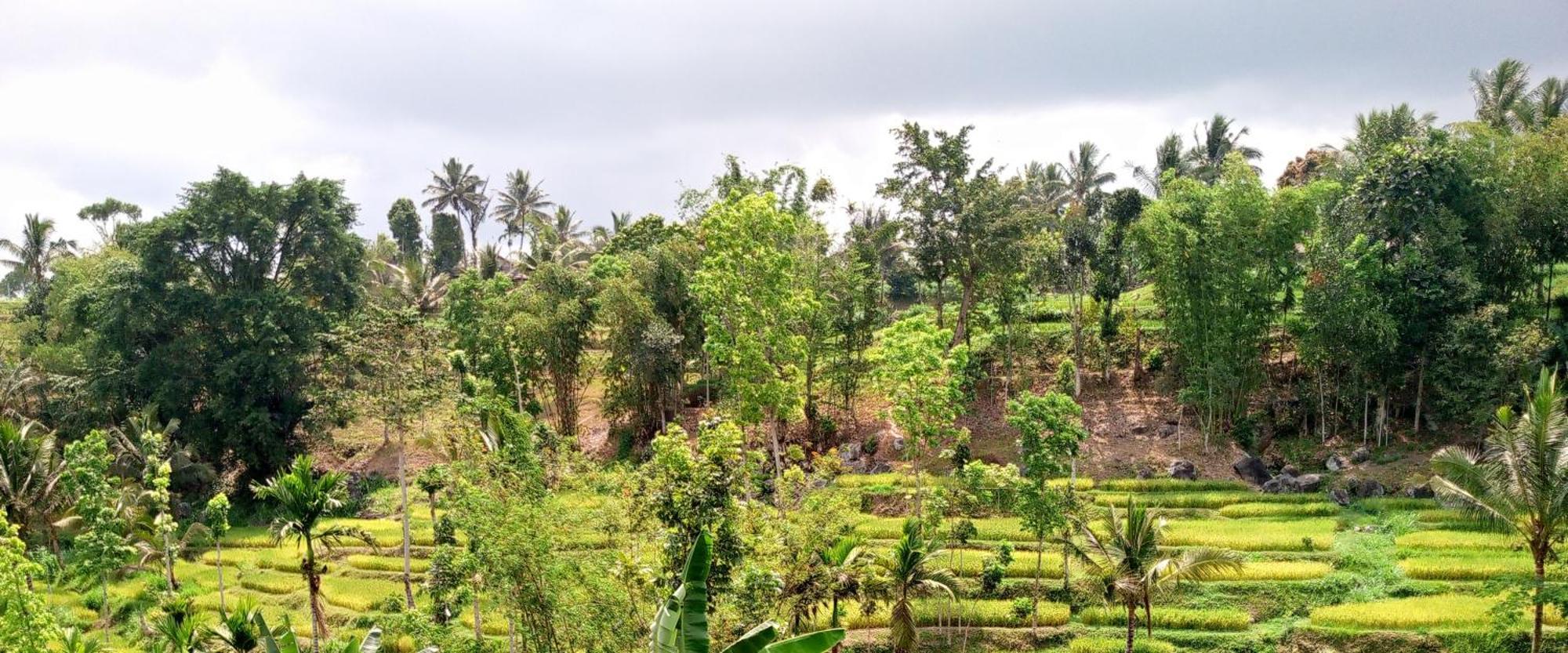 Asan Rinjani Homestay Tetebatu Exterior foto