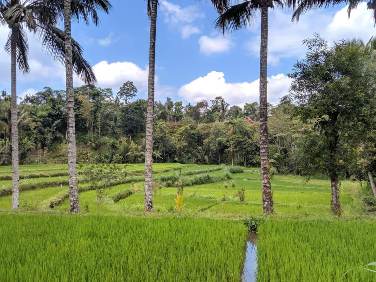 Asan Rinjani Homestay Tetebatu Quarto foto