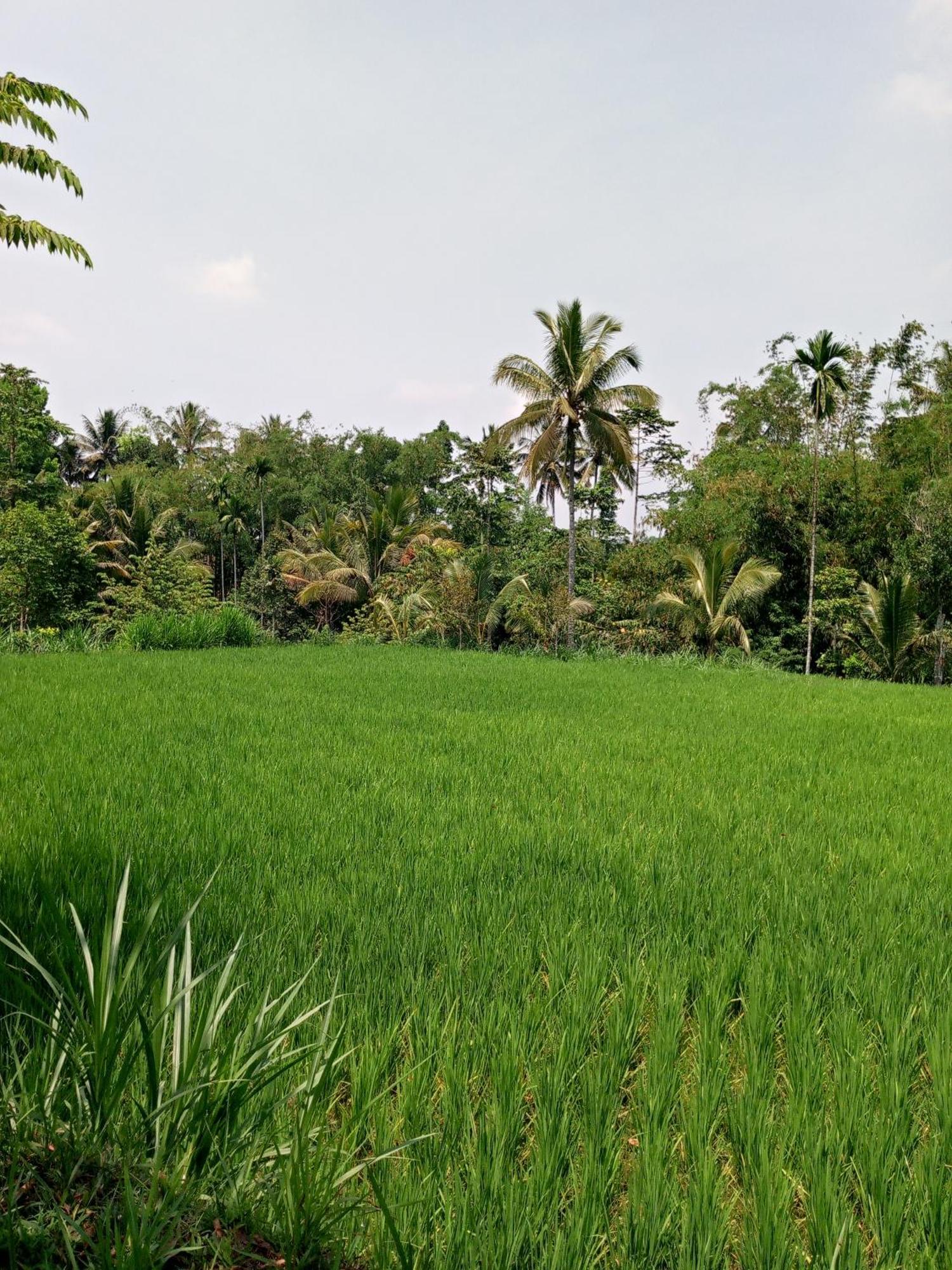 Asan Rinjani Homestay Tetebatu Quarto foto
